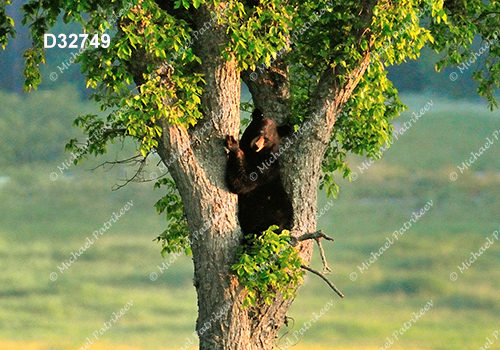 American Black Bear (Ursus americanus)